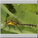 Gomphus vulgatissimus - Gemeine Keiljungfer jung 07.jpg